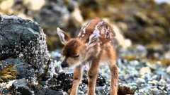 New Born Baby Deer