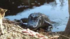 Cat Fights Off Alligator Over Chicken Meat