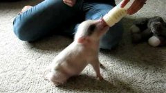 Mini Pig Wants His Bottle