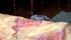 Evil Cat Spies Over Bed