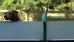 Funny Dog Watching Table Tennis