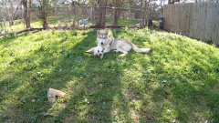 Wolf Adopts Kitten