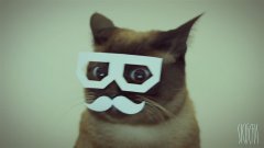 Hipster Cat Dances To Dubstep