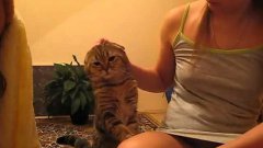 Cat Taps Owner To Be Petted