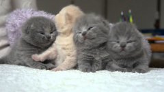 British Shorthair Kittens Waking Up