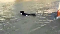 Russian Cat Goes Swimming