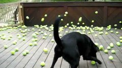 Dog Is Surprised By Hundreds Of Tennis Balls