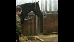 Horse Helps Sweep The Stable