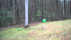 Dog Bounces Ball On Nose Fifteen Times