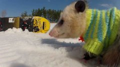 Snowboarding Opossum