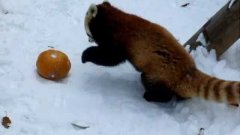 Red Panda Plays With Pumpkin In Snow