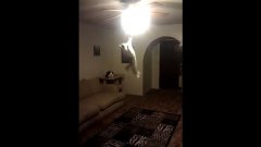 Cat Jumps From Floor To Turn Off Ceiling Fan Light
