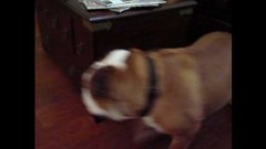 Bulldog Chases Ball Attached To Leg Around Table