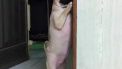 Remorseful Pug Stands In The Corner For Timeout