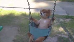 Dogs In Baby Swings Compilation