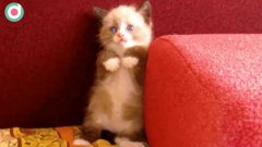 Tiny Kitten Is Scared Of Vacuum