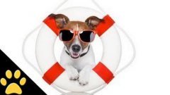 Dog lifeguard rescues pup