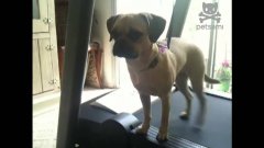 Tiny Dog Walks On Treadmill With Only Hind Legs