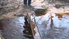 Cat Carefully Walks Over Creek Without Getting Wet