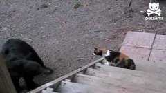 Cat Fights Off Bear From Backyard