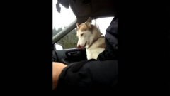Dog Wants To Hold Hands Whenever Being Driven