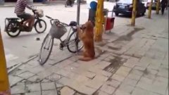 Dog Guards Owner’s Bike