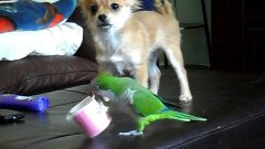 Dog And Parrot Fight Over Cup
