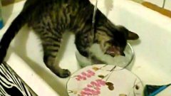 Dishwasher cat