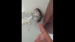 Adorable Hamster gets Shot and pretends to be dead