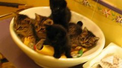 Synchronized kittens in a bowl