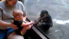 Baby and chimp make a connection at the zoo
