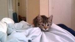 Kitten ‘attacks’ camera