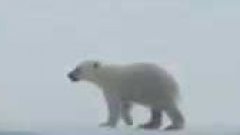 Mother polar bear helps cub out of water