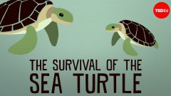 The survival of the sea turtle