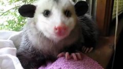 Possum eating strawberry