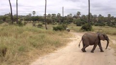 Adorable baby elephant scampers to keep up with family