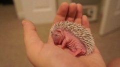 7 day old hedgehog takes a nap
