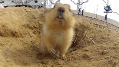 Gopher lives under space rocket launching pad