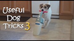 Useful dog tricks 3 performed by Jesse