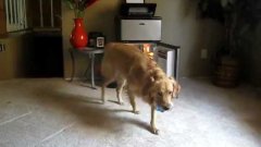 Golden retriever ‘beer me’ dog trick