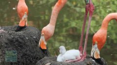 Flamingo chick takes its first steps