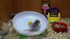 Two hamster running on horizontal wheel