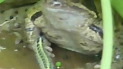 Suicidal caterpillar dances in front of frog