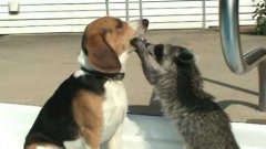 Curious raccoon investigates patient dog’s mouth