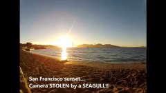 GoPro stolen by a seagull