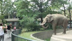 Elephant throws mud at man at berlin zoo