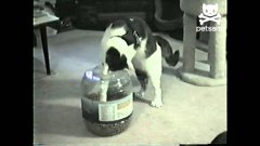 Cat learned to open his food jar