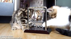 Kittens play with Newton’s cradle