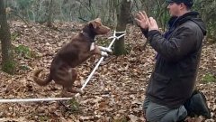 Acrobatic dog slacklining on rope