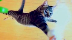 Cat jumping up and swatting toy in super slow motion